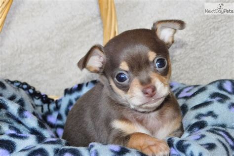 Leona Chihuahua Puppy For Sale Near Fort Smith Arkansas 5624748f Ff41