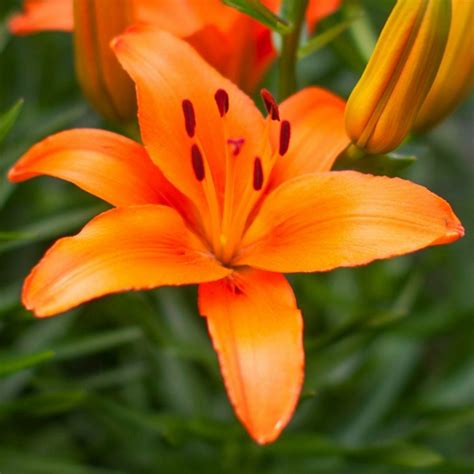 Lily Lilium Eniac In The Lilies Database
