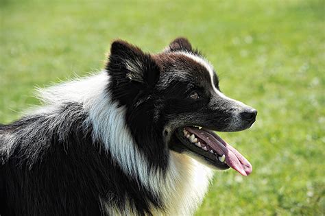 Icelandic Sheepdog Dog Breed Information Pictures