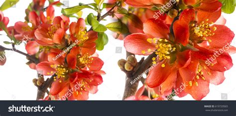 Japanese Quince Chaenomeles Japonica Stock Photo Shutterstock