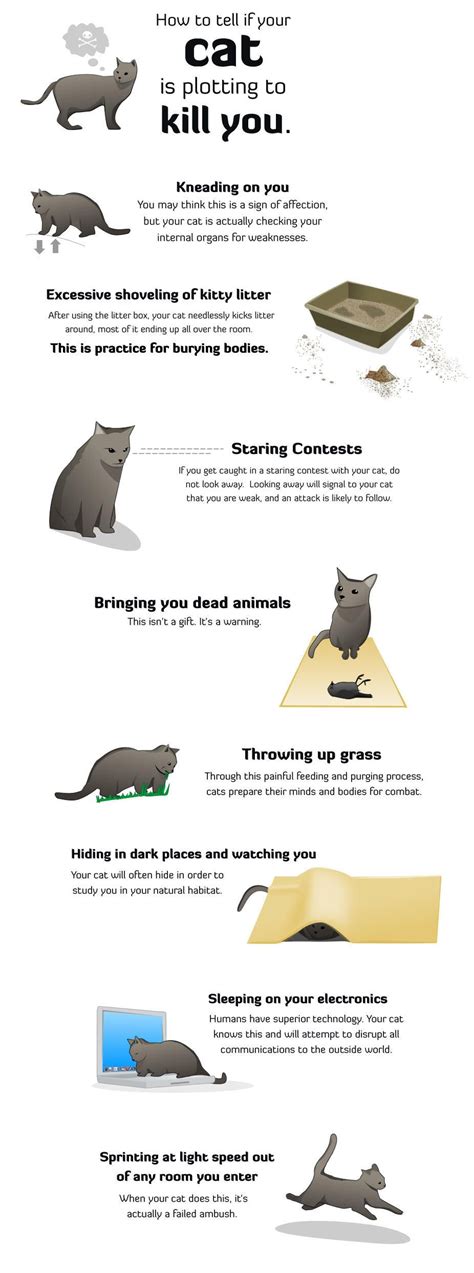 How To Tell If Your Cat Is Trying To Kill You Cats Crazy Funny