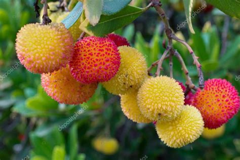 Glossy green leaves draw visual attention to the strawberry. Arbutus unedo (strawberry tree) fruits — Stock Photo ...