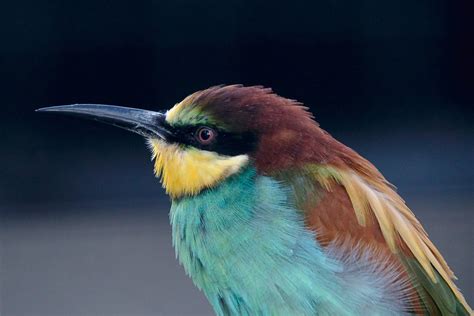 Birds Beaks And Adaptations