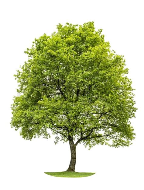 Green Young Oak Tree Isolated On White Stock Photo Colourbox