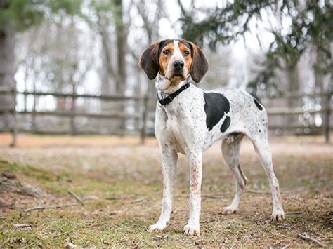 American English Coonhound Breed Facts Cute Puppies Online