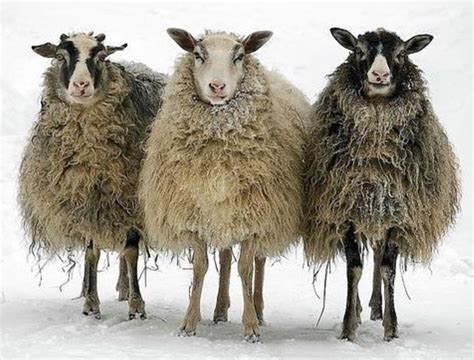 Three Sheep Standing Next To Each Other With The Words Neves Madelos De