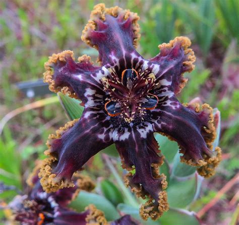 Signs of acute poisoning include widely diluted pupils, rapid pulse, a flushed so many flowers bloom at night, are fragrant but not poisonous: South African Flowers at Home in Northern California ...
