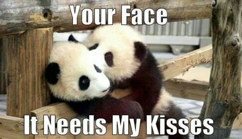 Pin By Gracelynncherry On Pandas Panda Meme Panda Panda Bear
