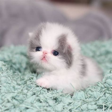 Tiny Cute Kitten Cats Photo 41552597 Fanpop