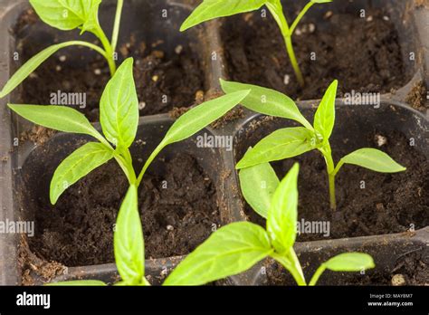 Young Pepper Plants Being Grown Indoors In Trays For Planting In Garden