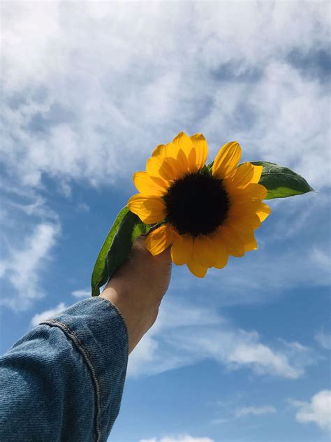 We've gathered more than 5 million images uploaded by our users and sorted them by the most popular ones. Aesthetic Sunflower Wallpapers - Wallpaper Cave