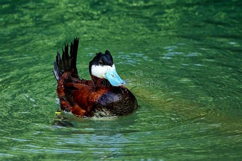 Ruddy Duck Oxyura Jamaicensis Swimming On Water Surface Stock Image