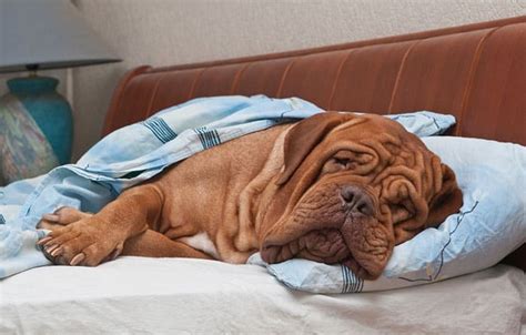 Check spelling or type a new query. Cute Dog Breeds That Dont Shed A Lot - Dogs Of Days Summer