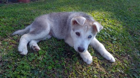 Siberian Husky Dog Breed Information Pictures And More