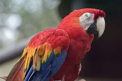 Macaw Parrot Parrot Bird Parrots Florida Animals Parrot Animales