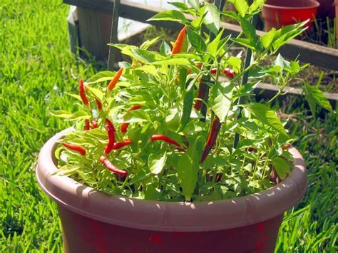 Kitchen Garden Plants For Beginners Easy To Grow Kitchen Garden