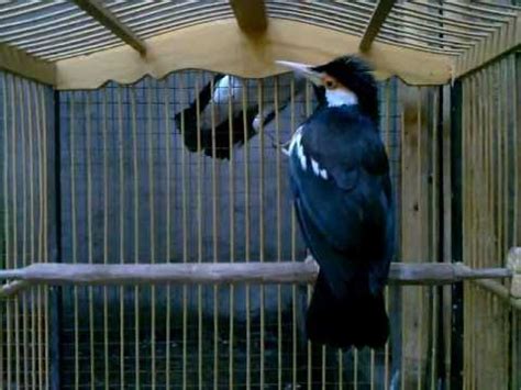 Burung pleci biasanya dijual dalam jumlah besar hingga butuh ketelitian ekstra untuk mengamati bagian paruh. 27+ Gambar Burung Jalak Brahmana Jantan Dan Betina, Paling ...