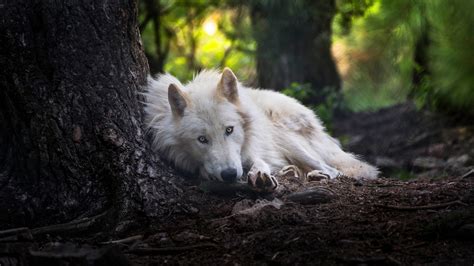 2560x1440 White Wolf 1440p Resolution Hd 4k Wallpapersimages