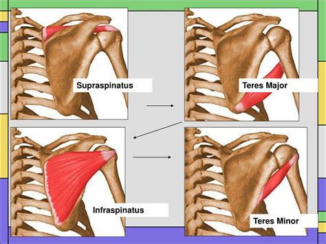 They stabilize the origin of a prime mover. PPT - A Review of the Shoulder Muscles and Their Actions ...