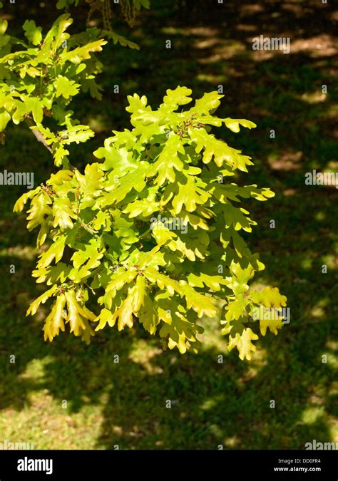 Oak Tree Leaves Quercus Robur Stock Photo Alamy