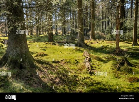 Bellever Forest Dartmoor Stock Photo Alamy