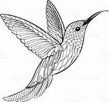 Hummingbird Colibri Kolibri Oiseau Stockillustraties Tendenza Kolibrie Färbung Pâques Lapin Arbre Embarquées sketch template