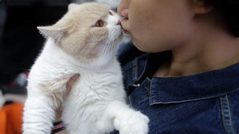 Cats Really Do Bond With Their Humans Study Finds