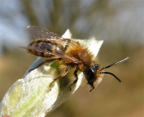 Tawny Mining Bee Bumblebee Conservation Trust