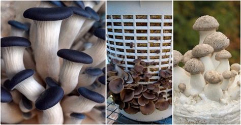 How To Grow Mushrooms At Home Pondic