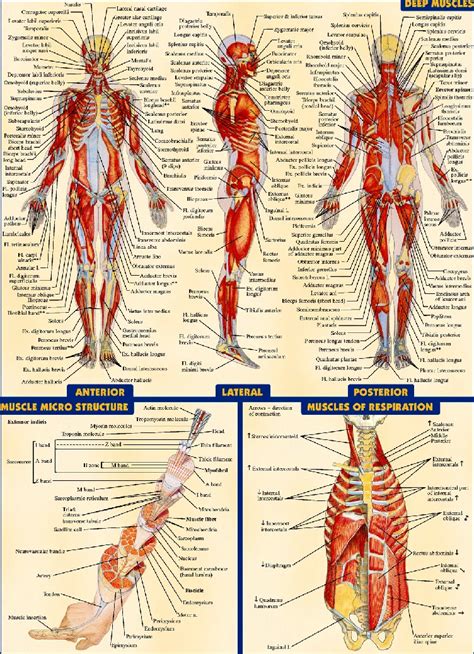 Lanatomie Du Corps Humain Anatomie Du Corps Humain Muscles Corps Images And Photos Finder