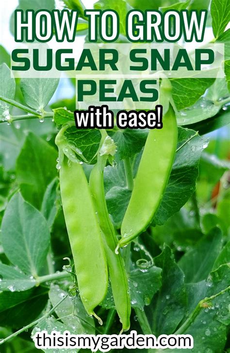 How To Grow Sugar Snap Peas With Ease Grow Sugar Snap