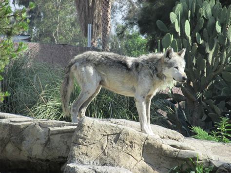Mexican Wolf Zoochat
