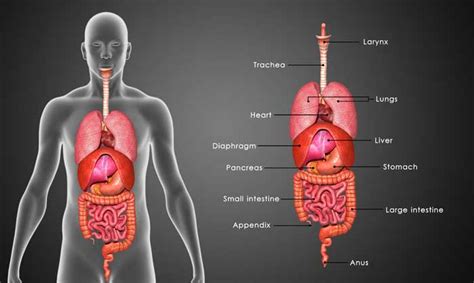 A variety of organs are found in the body; AMA announces list of the top 6 useless organs | GomerBlog