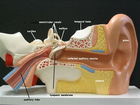 Lab Ear Model Ear Anatomy Physiology Medical Knowledge