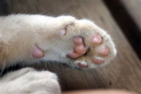 Cat Swollen Paw Treatment Cat Meme Stock Pictures And Photos