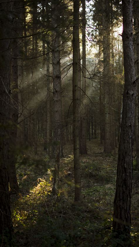 Download Wallpaper 2160x3840 Forest Pines Trees Sunlight Rays