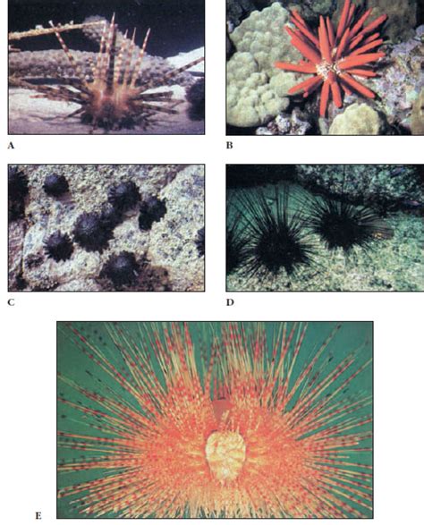 Class Echinoidea Echinoderms The Diversity Of Animal Life