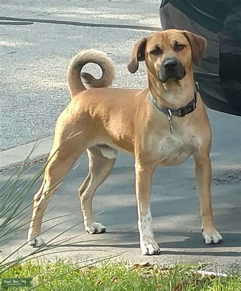 Stud Dog Black Mouth Cur Mix Breed Your Dog