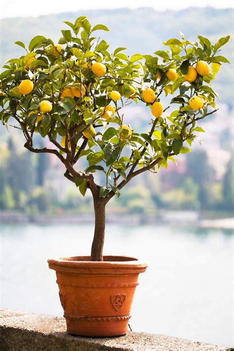 Pruning Lemon Trees When And How To Trim Your Citrus Tree Better