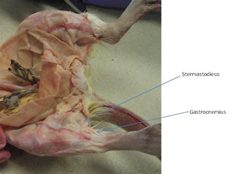 Muscular - Rat Dissection