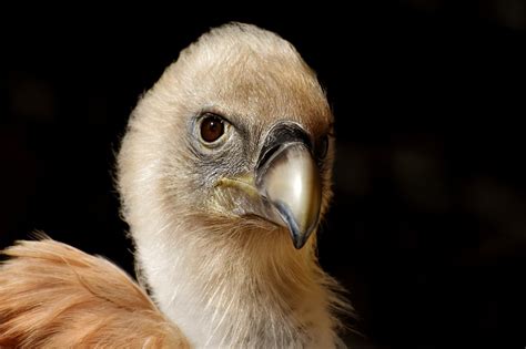 Download Free Photo Of Vulture Bird Bird Of Prey Scavengers Raptor
