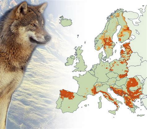 Historical Distribution Of The Wolf Vivid Maps