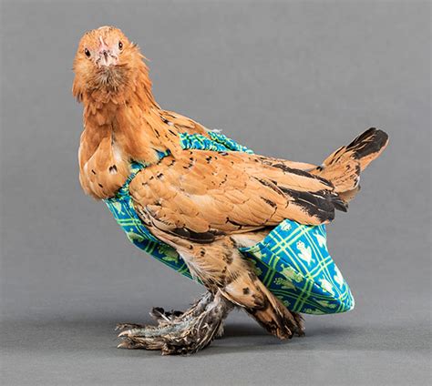 Anda pernah pengalami ayam anda sakit trus kotorannya berwarna hijau dan ada putih putihnya seperti kapur. 12 Desain Popok Super Epic untuk Ayam Peliharaan Kamu