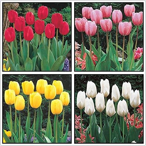 Descubra 48 Kuva Oignons De Tulipes Thptnganamst Edu Vn