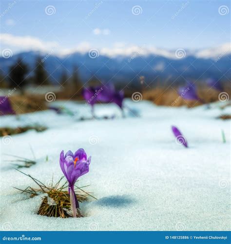 Purple Flower On The Snow Under Sunlight In Sunny Day Stock Photo