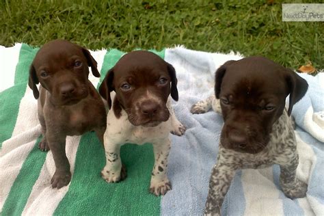 German shorthaired pointer puppy for sale in penns creek, pa, usa. German Shorthaired Pointer Puppies For Sale - petfinder