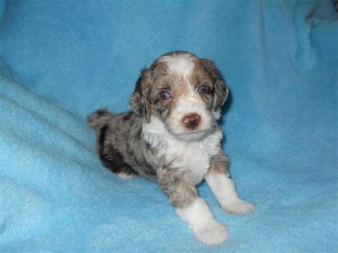 Toy Aussiedoodle Red Merle F1b For Sale In Lutz Florida Classified