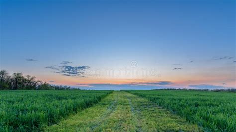 Panorama Of A Green Field At Sunset Blue Sky With Pink Pastel Shades Of