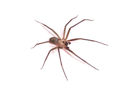 1st Death From A Recluse Spider Bite Reported In Europe Live Science