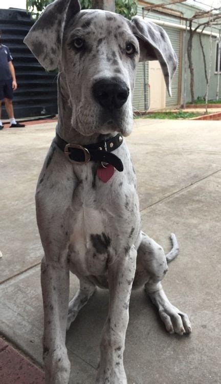 Greatness, being divine, majestic, superior, majestic, or transcendent. 15 Pictures Only Great Dane Owners Will Think Are Funny ...